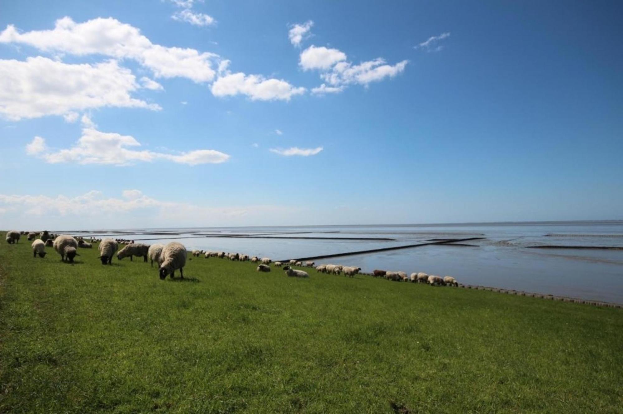 Grosse Nordseewelle Ohne Hund Норден Экстерьер фото
